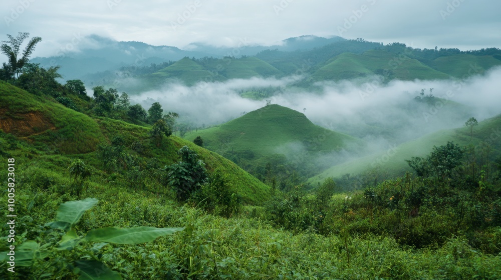 Obraz premium The cool, misty morning at Wang Nam Khiao, with rolling green hills and fog.