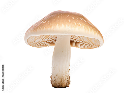 a close up of a mushroom