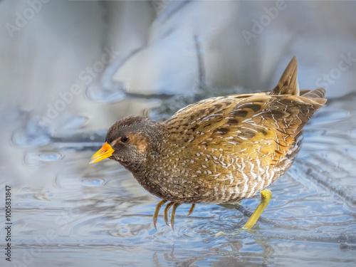Spotted crake - Porzana porzana