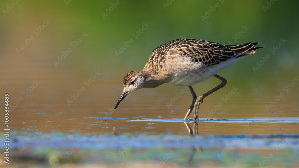 Ruff juvenile - Calidris pugnax Ruff juvenile - Calidris pugnax