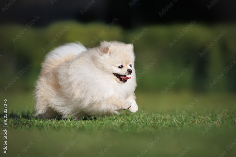 happy pomeranian spitz dog running on grass in summer