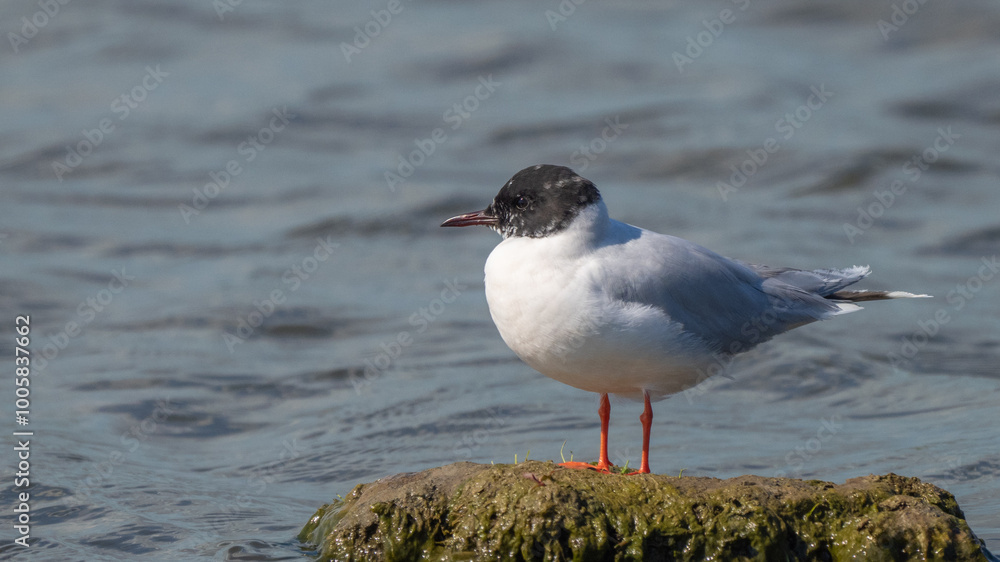 Little gull - Hydrocoloeus minutus Little gull - Hydrocoloeus minutus