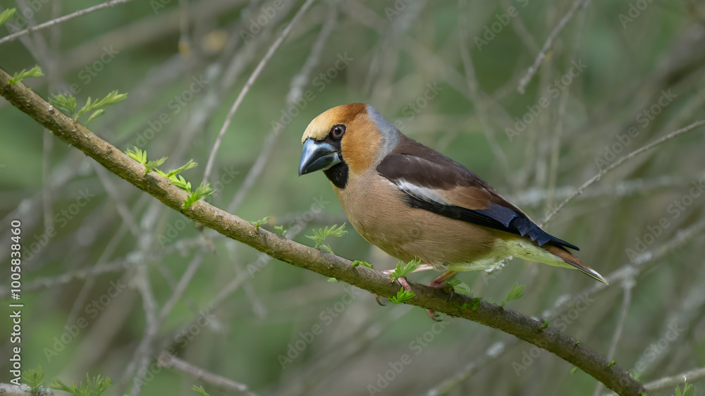 Hawfinch - Coccothraustes coccothraustes Hawfinch - Coccothraustes coccothraustes