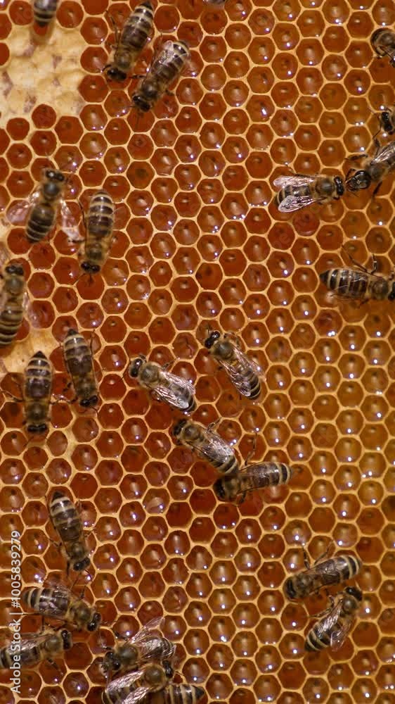 Amazing honeycombs full of healthy organic honey. Half-sealed frame ready for harvesting. Bees crawl by the cells. Close up. Vertical video Amazing honeycombs full of healthy organic honey. Half-sealed frame ready for harvesting. Bees crawl by the cells. Close up. Vertical video