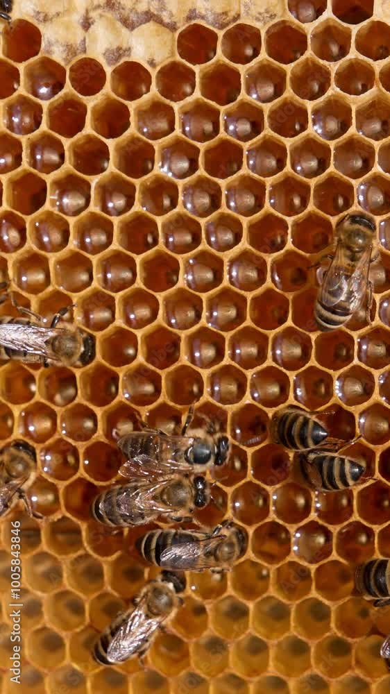 Honey insect working on the frame producing healthy product. Fresh yellow organic honey sparkling in the cells. Close up. Vertical video Honey insect working on the frame producing healthy product. Fresh yellow organic honey sparkling in the cells. Close up. Vertical video