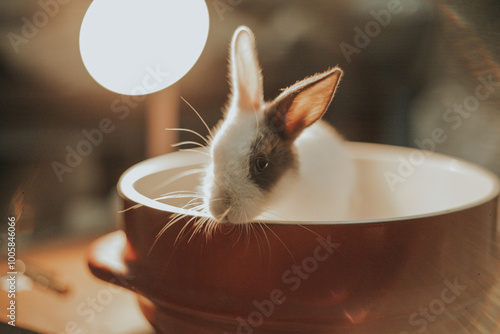 thai rabbit