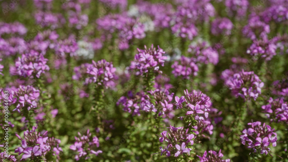 Vibrant teucrium marum, known as cat thyme, blooms outdoors in mallorca, balearic islands, showcasing vivid pink flowers in a mediterranean garden setting. Vibrant teucrium marum, known as cat thyme, blooms outdoors in mallorca, balearic islands, showcasing vivid pink flowers in a mediterranean garden setting.