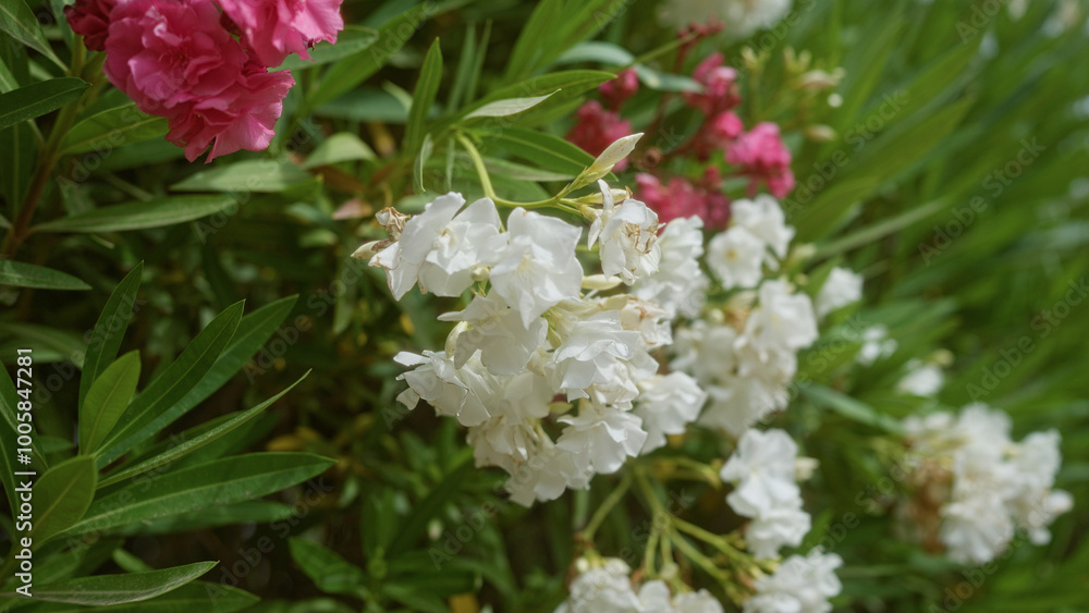 Oleander flowers blooming outdoors in mallorca with white and pink blossoms surrounded by green foliage under natural light. Oleander flowers blooming outdoors in mallorca with white and pink blossoms surrounded by green foliage under natural light.