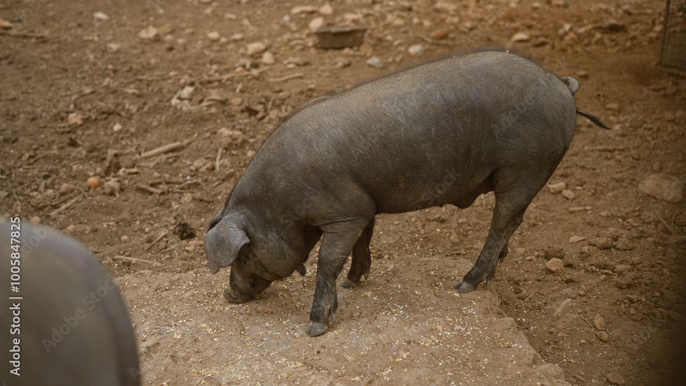 Pig feeding on dirt ground in outdoor farmyard with earthy surroundings and scattered stones on a clear day Pig feeding on dirt ground in outdoor farmyard with earthy surroundings and scattered stones on a clear day