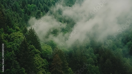 A serene view of a lush forest blanketed in mist, showcasing a vibrant mix of evergreen trees and a calming atmosphere.