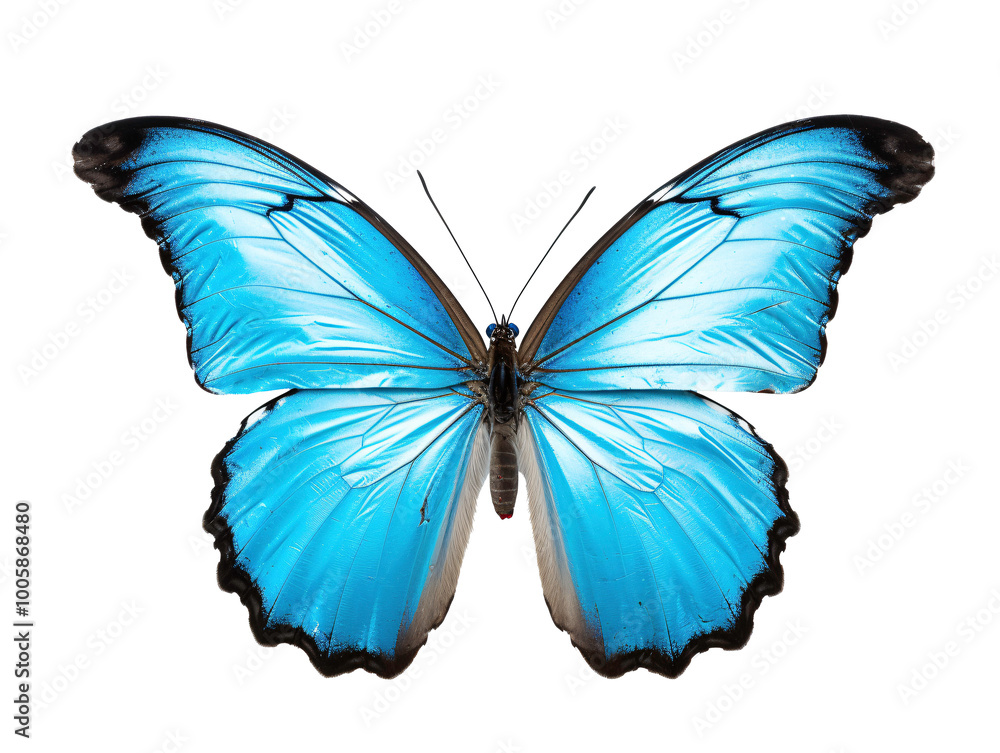 a blue butterfly with black edges a blue butterfly with black edges