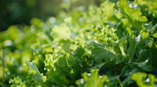 close up shot Salad leaves in farm plant growth sunlight blur background