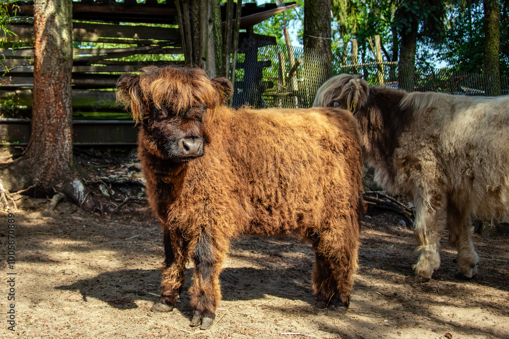 Fototapeta premium Anni Kalb