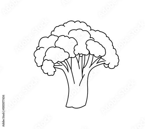 Broccoli hand-drawn vector Illustration Broccoli hand-drawn vector Illustration