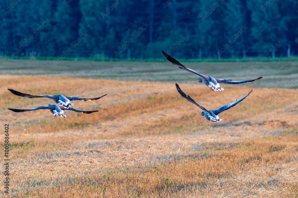 birds in flight