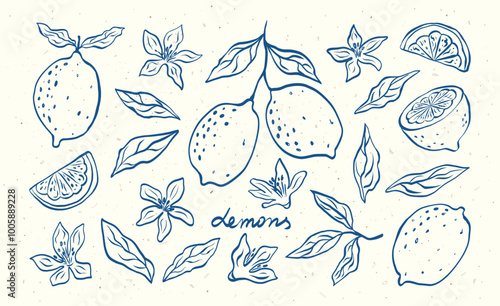 Hand drawn lemon fruits with leaves and flowers. Sketch style vector modern botanical illustration. Citrus doodles tropical fruits. Summer design for pattern, poster, card, banner, cover.