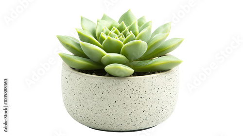 green succulent plant in a ceramic pot on a transparent background