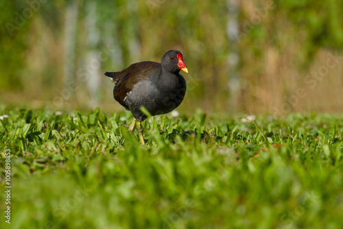 common moorhen is standing on the green grass on a sunny day close-up