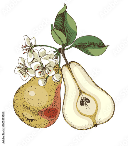 Pear tree branch hand drawn vector