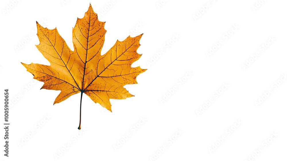 autumn leaves on a transparent background autumn leaves on a transparent background