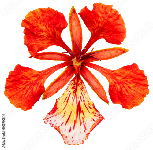 Obraz na plátne Scarlet Barbados Pride isolated on white background, Scarlet Peacock Flower on white With clipping path