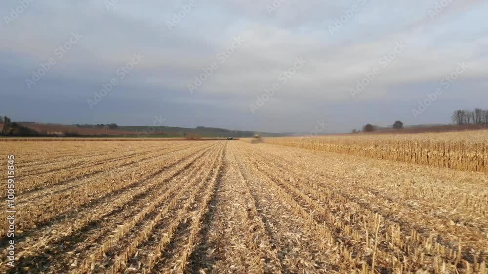 Combine Harvester on Corn Field During Autumn Harvest Combine Harvester on Corn Field During Autumn Harvest