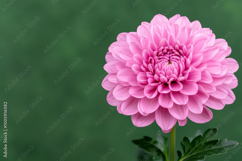 Fototapeta premium Close-up of a vibrant pink dahlia against a soft green background.