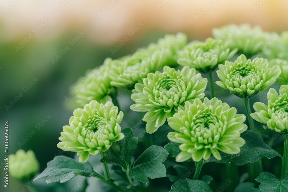 Close-up of vibrant green chrysanthemums blooming in the garden with a soft, blurred background. Close-up of vibrant green chrysanthemums blooming in the garden with a soft, blurred background.