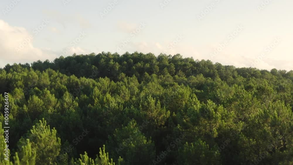 Aerial shot over a huge pine forest at sunset in the Landes, France Aerial shot over a huge pine forest at sunset in the Landes, France