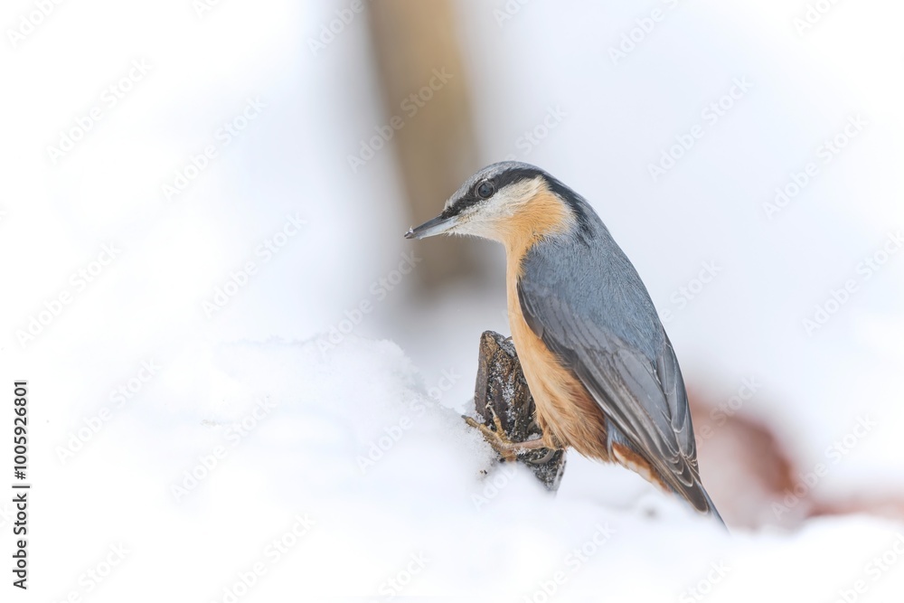 A european nuthatch on the branch. Winter scene with a songbird. Sitta europaea. Wildlife scene from winter. A european nuthatch on the branch. Winter scene with a songbird. Sitta europaea. Wildlife scene from winter.