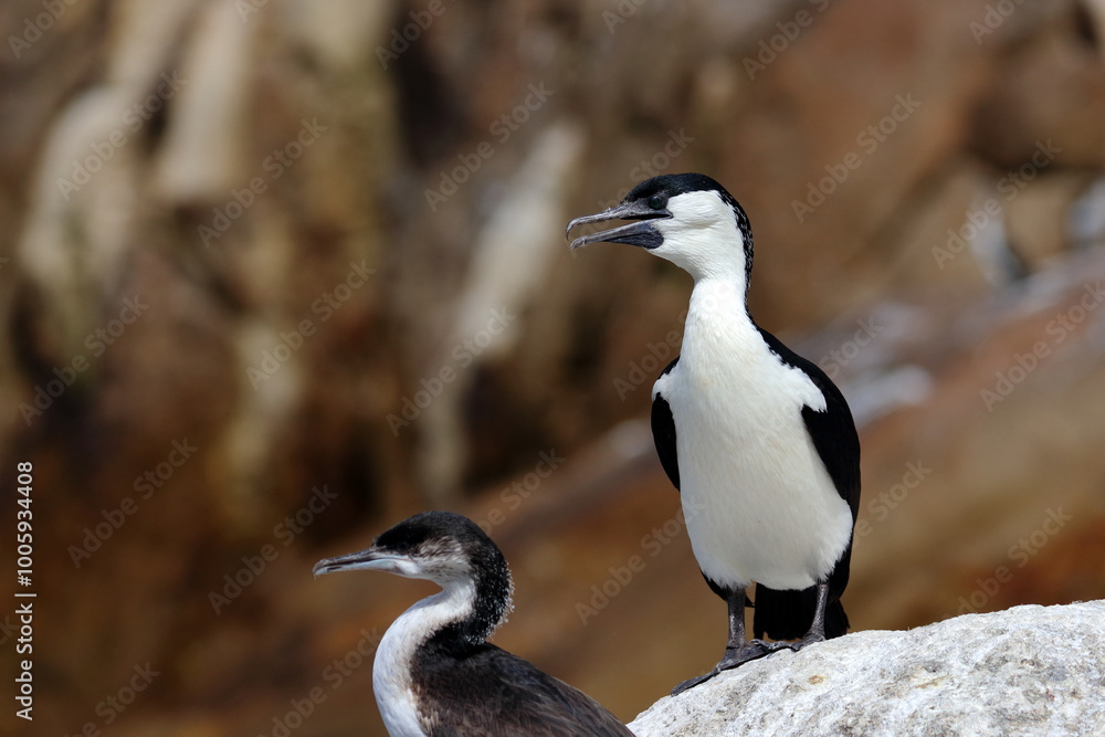 Naklejka premium cormorant