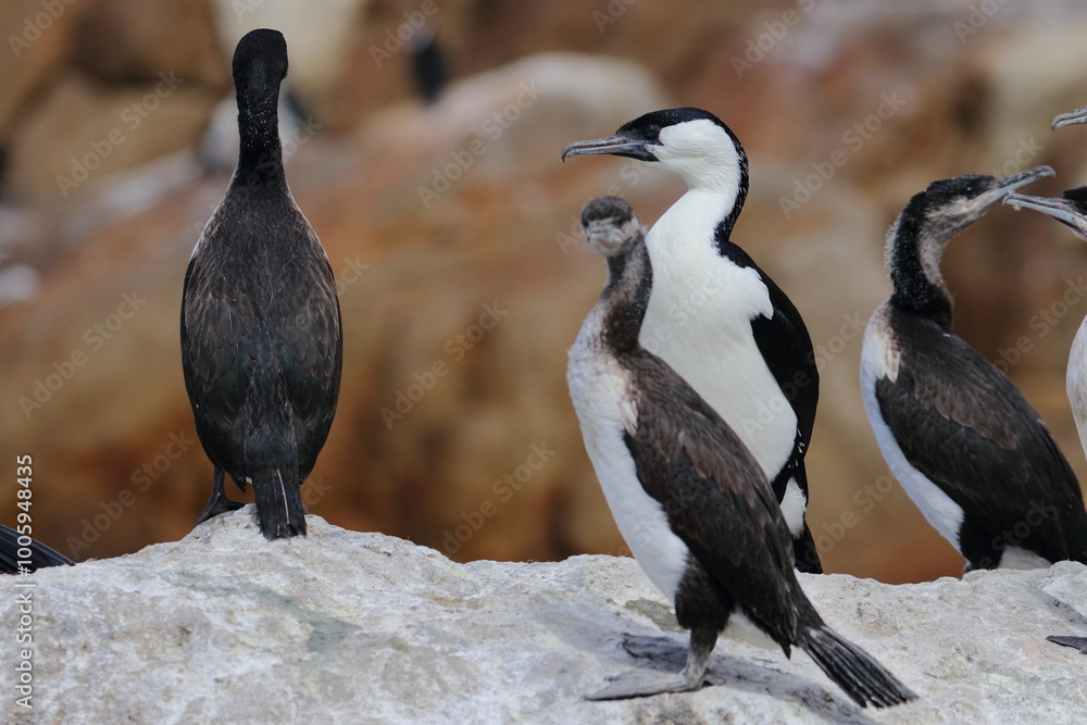 Fototapeta premium cormorant