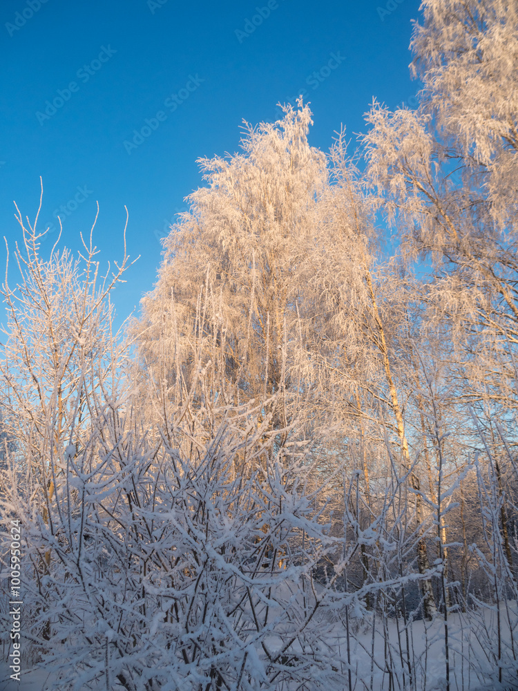 birch trees on a cold winter day birch trees on a cold winter day
