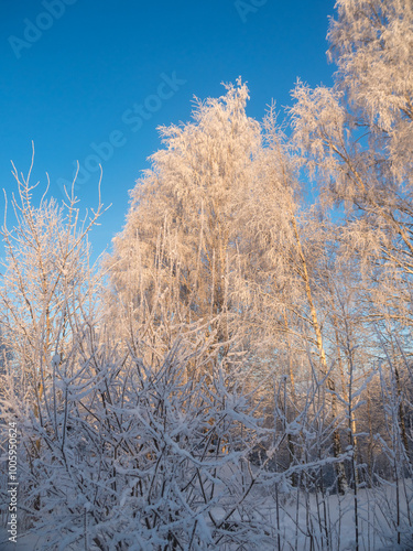 birch trees on a cold winter day