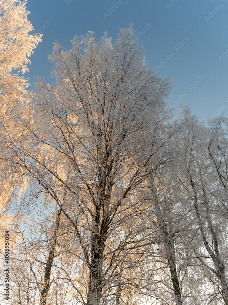 frost on a cold sunny winter day frost on a cold sunny winter day