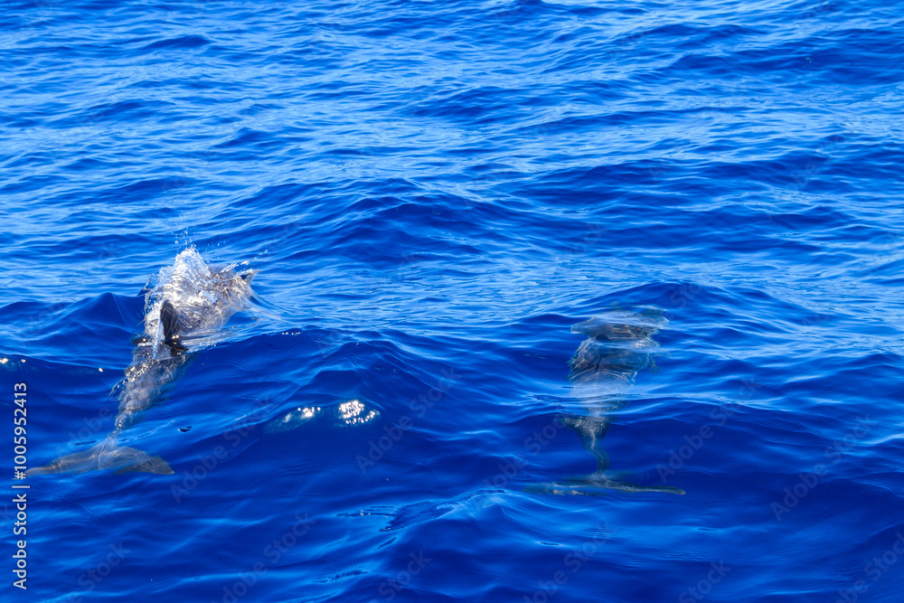 Naklejka premium Atlantic spotted dolphin (Stenella frontalis), swimming in the Atlantic Ocean, Funchal, Madeira, Portugal