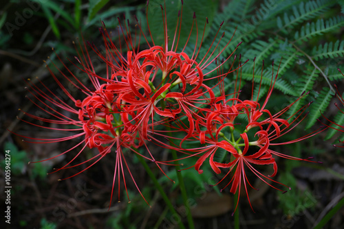 Canvastavla floral background with blooming spider lily