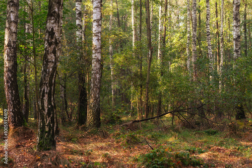 Fototapeta Naklejka Na Ścianę i Meble -  Brzozowy zagajnik jesienią, tapeta.
