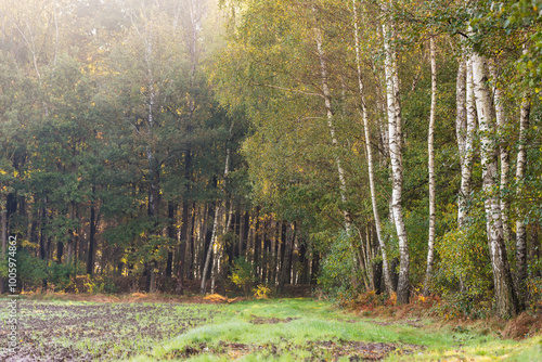 Fototapeta Naklejka Na Ścianę i Meble -  Brzozowy zagajnik jesienią, tapeta.