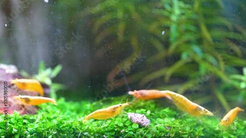 a group of yellow golden back shrimp having a feast 