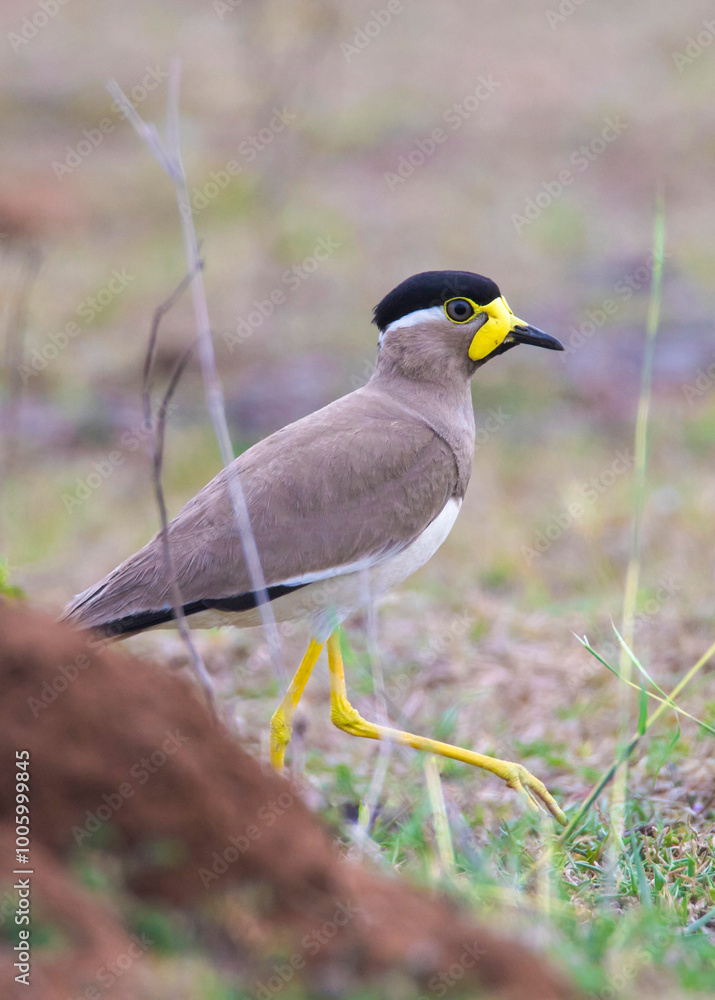 Naklejka premium Yellow wattled lapwing bird standing on the ground closeup shot