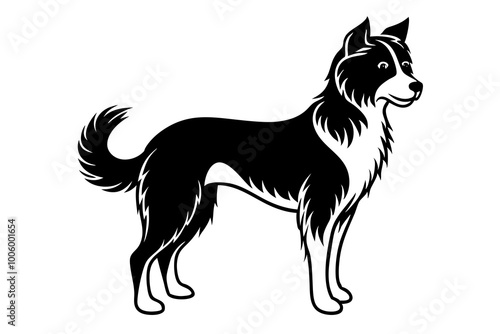 black and white dog