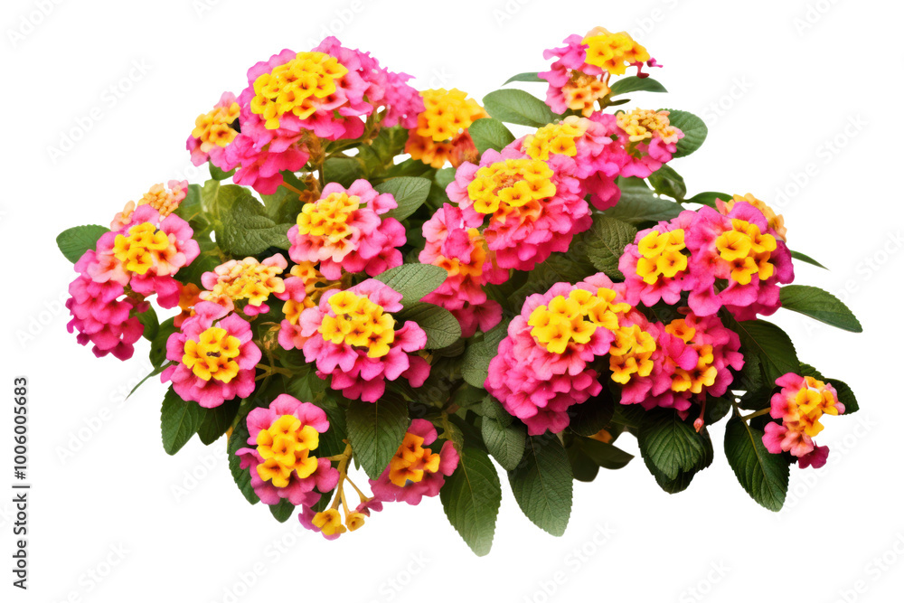 Obraz premium Vibrant pink and yellow lantana bush, with the delicate clusters of flowers clearly visible isolated on a white background