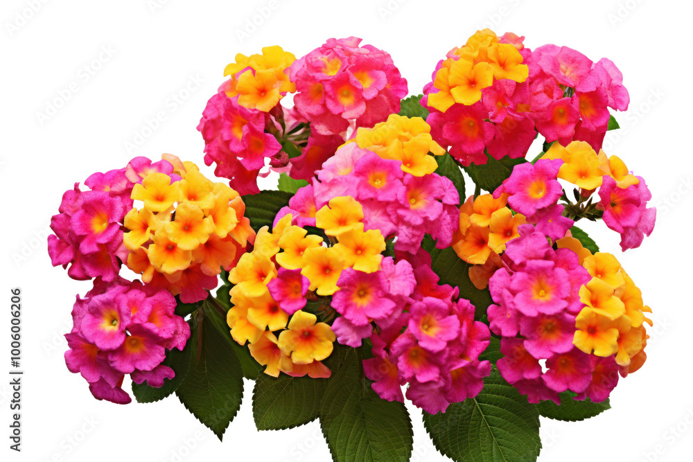 Vibrant pink and yellow lantana bush, with the delicate clusters of flowers clearly visible isolated on a white background Vibrant pink and yellow lantana bush, with the delicate clusters of flowers clearly visible isolated on a white background