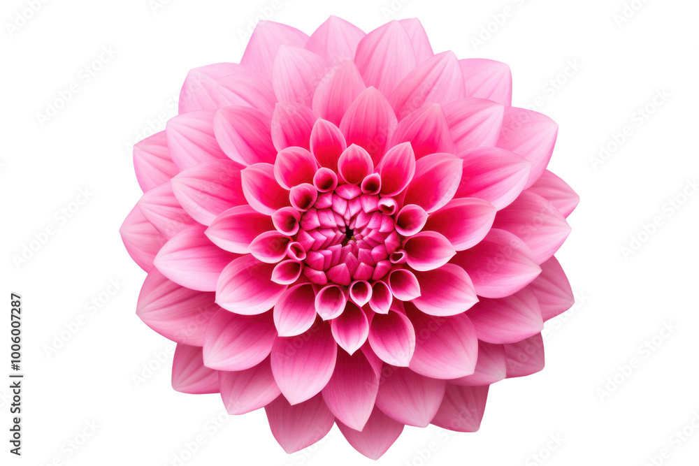 Top view of a pink flower with symmetrical petals and a bright center isolated on a white background Top view of a pink flower with symmetrical petals and a bright center isolated on a white background