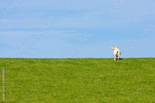 Bilde på lerret Shorn sheep on a levee under blue sky