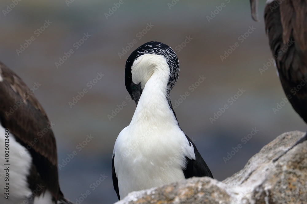 Fototapeta premium black-faced cormorant
