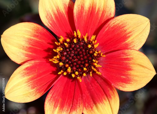 Fotografia Close up of, a dahlia called Happy Days Bicolour Yellow Red.