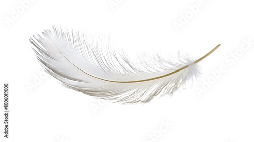 animal feather on a transparent background