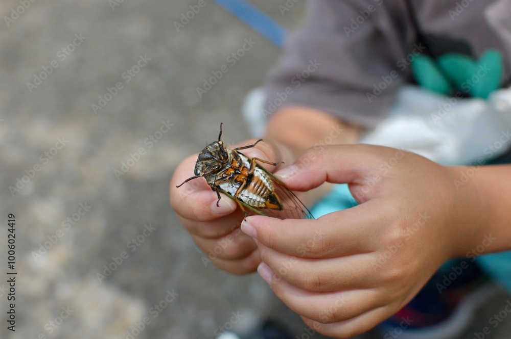 Obraz premium 公園で捕まえたセミを手に持って見せる